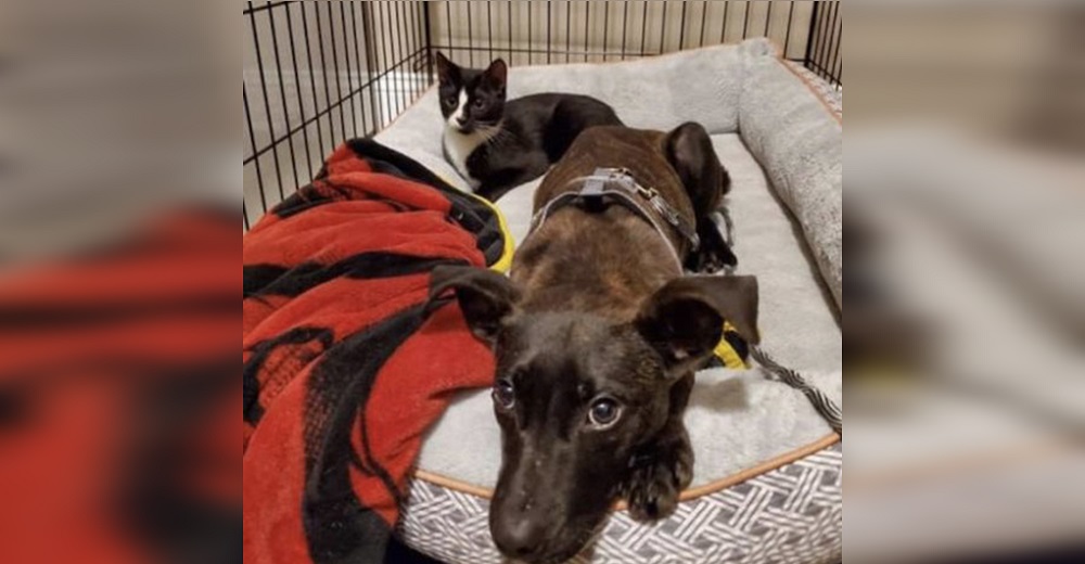 Un gatito y un perrito desarrollan el más fuerte vínculo tras sobrevivir juntos al peor abandono Un gatito y un perrito desarrollan el más fuerte vínculo tras sobrevivir juntos al peor abandono