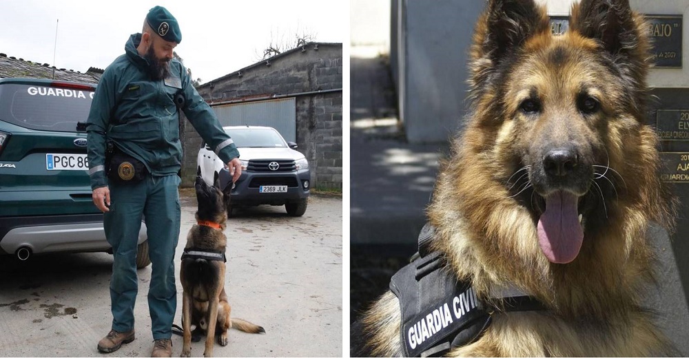 Tor, el perro de la Guardia Civil que hall贸 viva en un extra帽o rinc贸n a una mujer desaparecida Tor, el perro de la Guardia Civil que hall贸 viva en un extra帽o rinc贸n a una mujer desaparecida