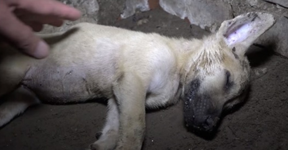 Halla un perrito inconsciente en una casa en ruinas y desesperado, intenta todo para despertarlo Halla un perrito inconsciente en una casa en ruinas y desesperado, intenta todo para despertarlo