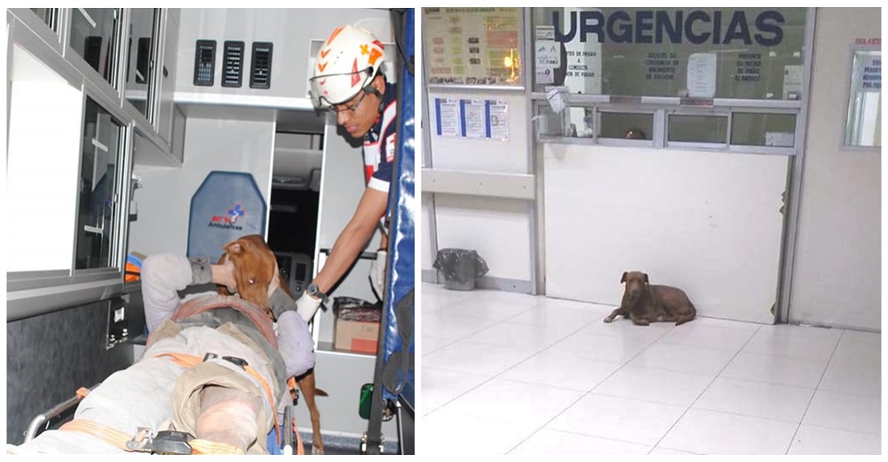 Perrito exige que le dejen subir a la ambulancia, se negaba a apartarse de su dueño accidentado Perrito exige que le dejen subir a la ambulancia, se negaba a apartarse de su dueño accidentado