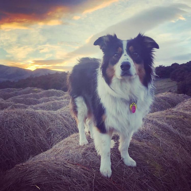 nubes con forma de perrito