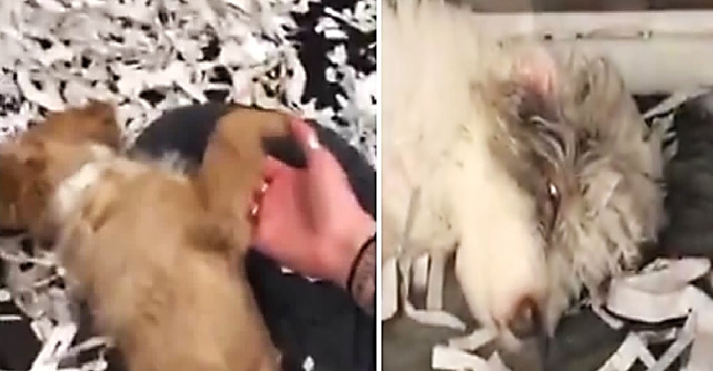 Cachorros en una tienda muestran extraños síntomas… Todo apunta a que han sido medicados
