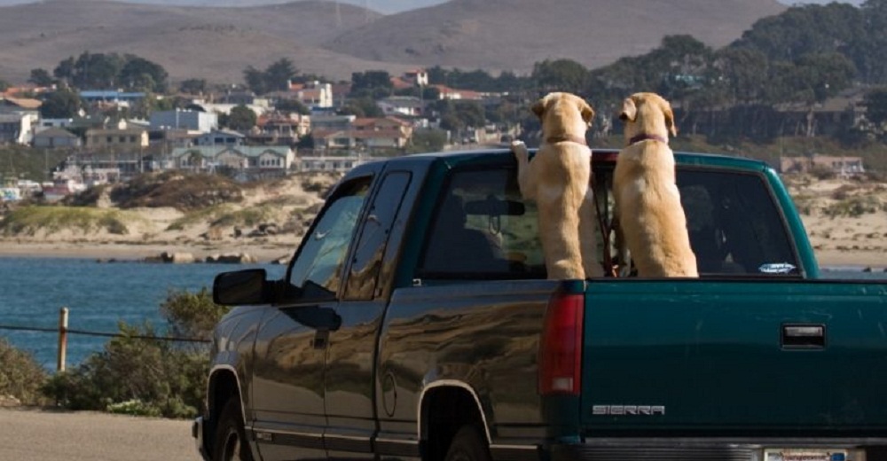 Más de 100.000 perros mueren cada año viajando en camionetas y la causa no es la más evidente