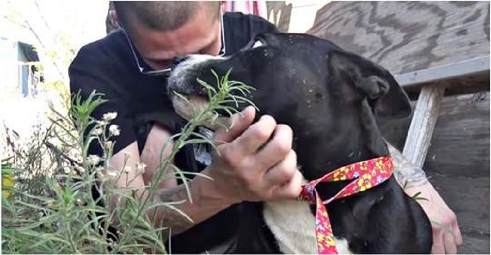 Llora al tener que hacer una llamada desgarradora para entregar a los perros que confiaron en él Llora al tener que hacer una llamada desgarradora para entregar a los perros que confiaron en él