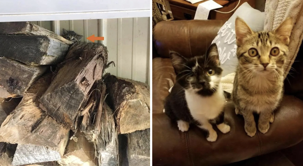 Tímido minino que se refugió en una pila de leña encuentra el coraje gracias a un gatito tuerto Tímido minino que se refugió en una pila de leña encuentra el coraje gracias a un gatito tuerto