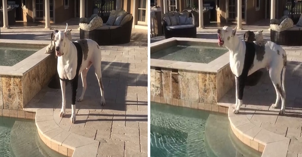 Graba a su perrito con la patita fracturada enfurecido porque no lo dejan meterse en la piscina
