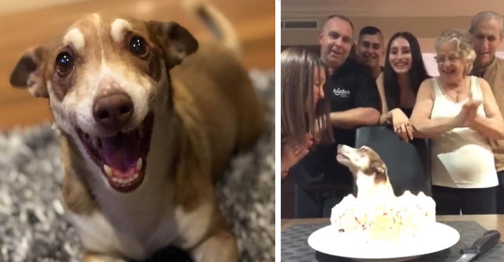 Perrito mayor se emociona mucho al ver que se acordaron de celebrar su cumpleaños