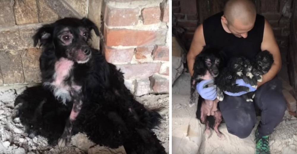 Una perrita muy enferma se refugia en un edificio en ruinas para que sus bebés sobrevivan Una perrita muy enferma se refugia en un edificio en ruinas para que sus bebés sobrevivan