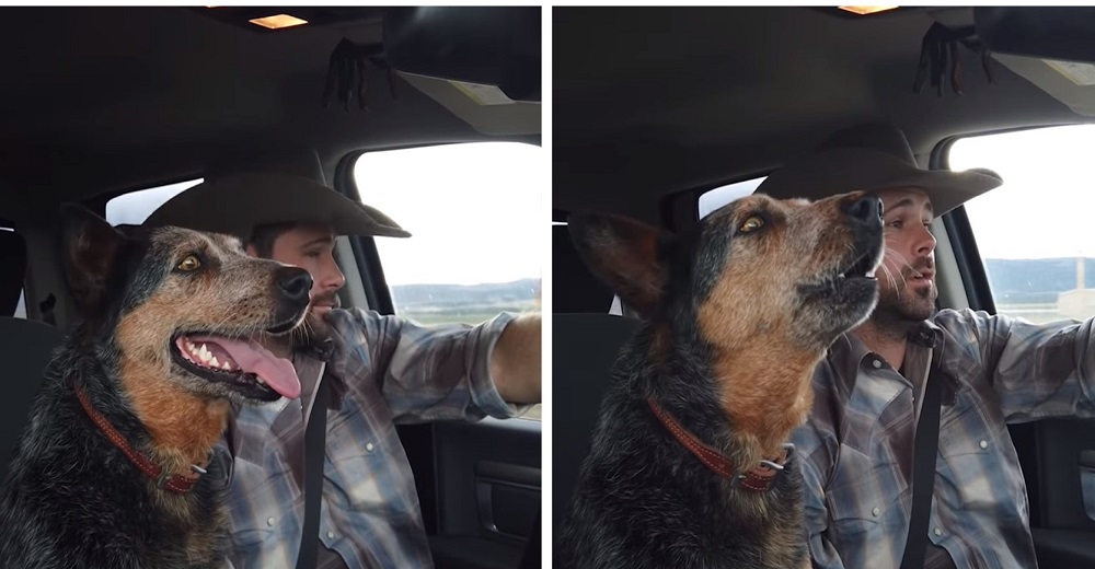 Perro de un reconocido cantante no puede dejar de reaccionar cuando escucha su canción favorita Perro de un reconocido cantante no puede dejar de reaccionar cuando escucha su canción favorita