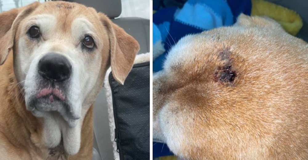 Perrita que recibió un disparo en la cabeza llega al porche de una casa suplicando ayuda Perrita que recibió un disparo en la cabeza llega al porche de una casa suplicando ayuda