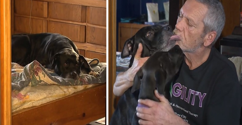 Perrita siente que algo está muy mal con su dueño mientras duerme y le salva la vida Perrita siente que algo está muy mal con su dueño mientras duerme y le salva la vida