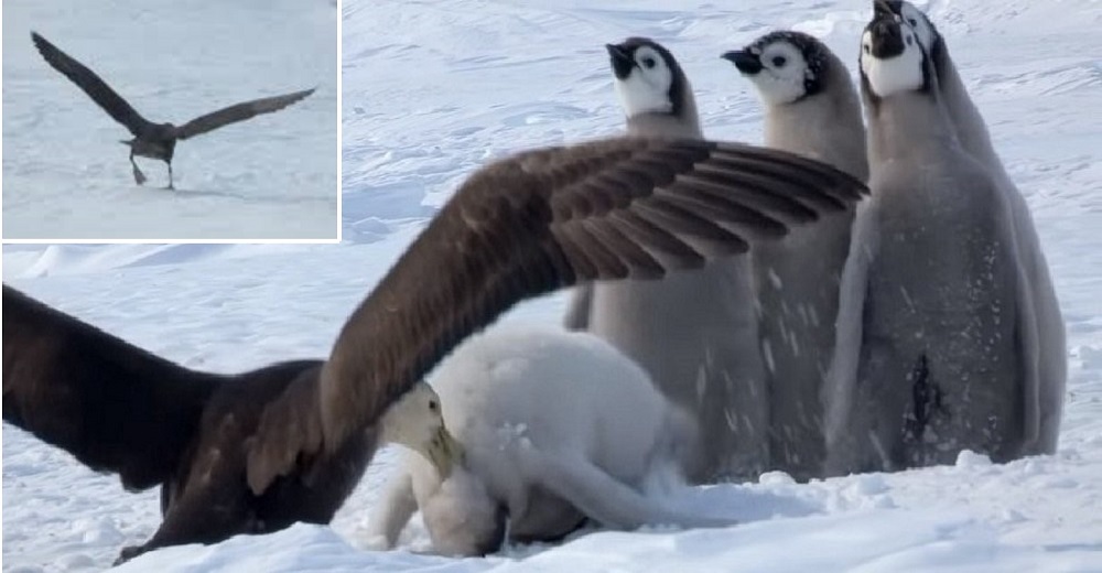 Pingüinos bebés “gritan” de miedo a punto de ser comida de un depredador pero alguien interviene