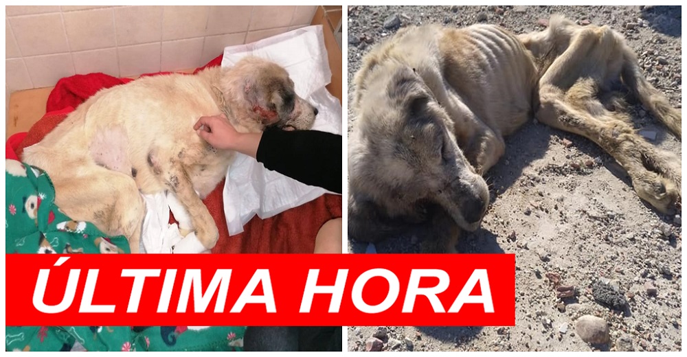 «No ha podido aguantar más»– Muere Ragnar, el perro flamélico rescatado que luchó hasta el final «No ha podido aguantar más»– Muere Ragnar, el perro flamélico rescatado que luchó hasta el final