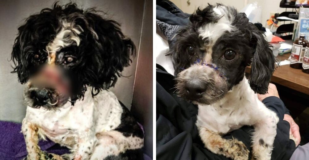 Exigen justicia para el perrito que pasó semanas con bandas elásticas alrededor de su boca Exigen justicia para el perrito que pasó semanas con bandas elásticas alrededor de su boca