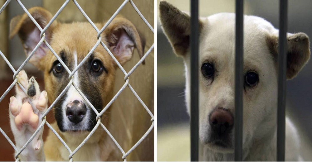 Un refugio suplica que adopten a un perrito para no verse obligados a sacrificar animales Un refugio suplica que adopten a un perrito para no verse obligados a sacrificar animales