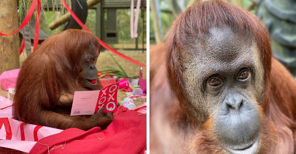 Deja atrás su doloroso pasado y celebra sus 34 años como una orangután libre y feliz