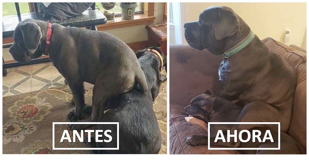 Muestra su infinito amor por su hermana sentándose en ella desde que era un cachorro Muestra su infinito amor por su hermana sentándose en ella desde que era un cachorro