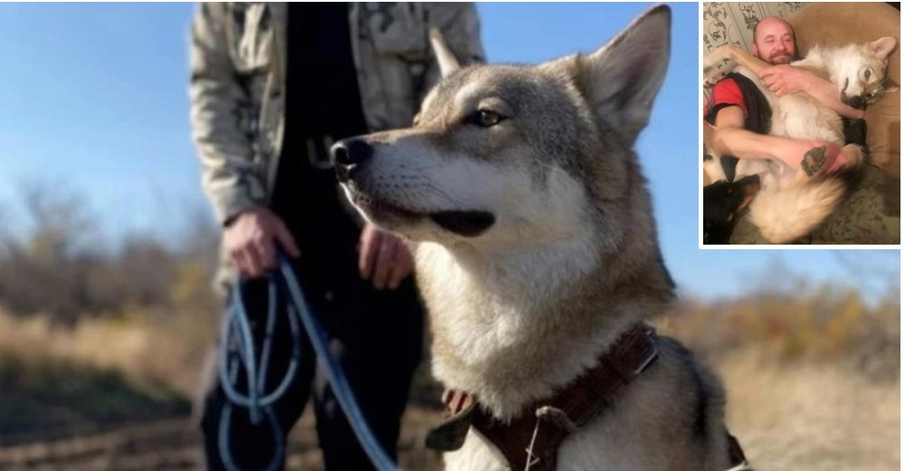 Se lleva a casa al lobo que salvó para un experimento y ahora no puede vivir sin él