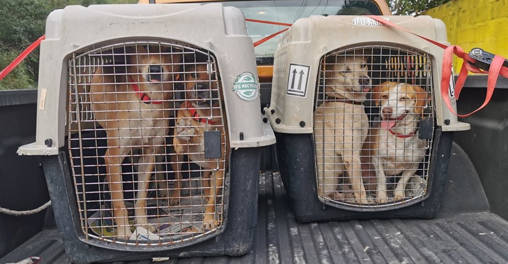 Rescatan a 7 perritos sin hogar que viajarán a otro país para reunirse con sus nuevas familias