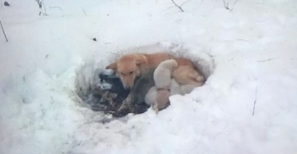 Encuentran una angustiada madre haciendo lo imposible por mantener en vida a sus bebés Encuentran una angustiada madre haciendo lo imposible por mantener en vida a sus bebés