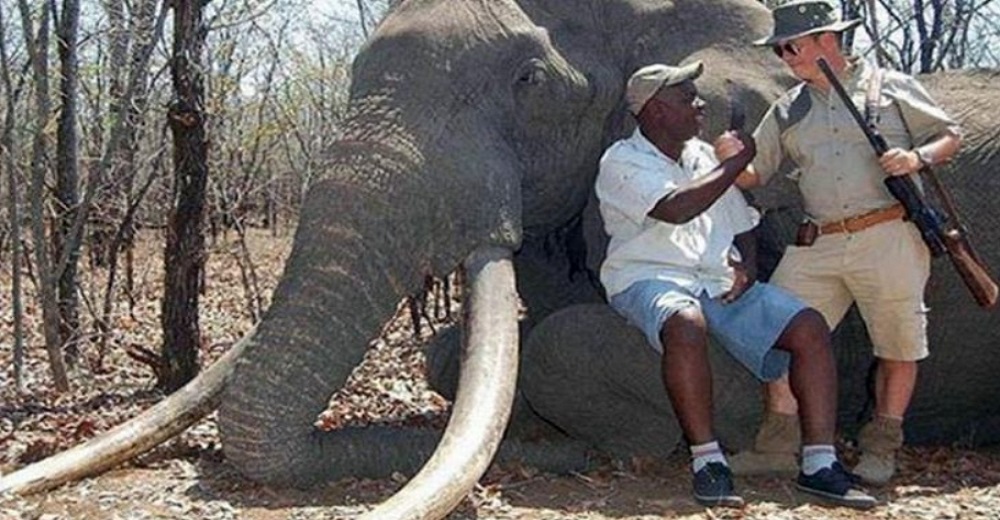 Indignación por la subasta de 70 elefantes tras la decisión del Gobierno de permitir la caza
