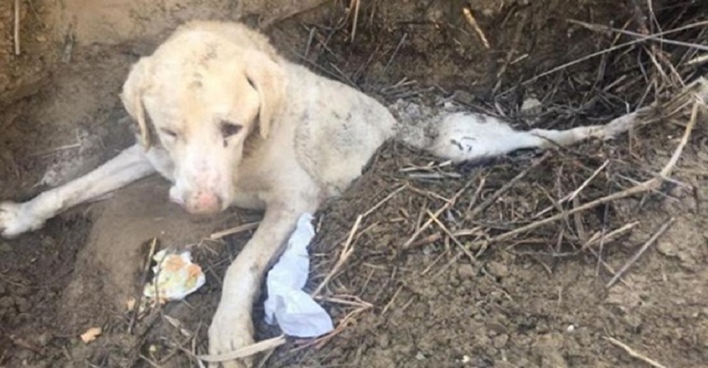 La lucha por sobrevivir de un perrito tras ser enterrado vivo en un barranco La lucha por sobrevivir de un perrito tras ser enterrado vivo en un barranco