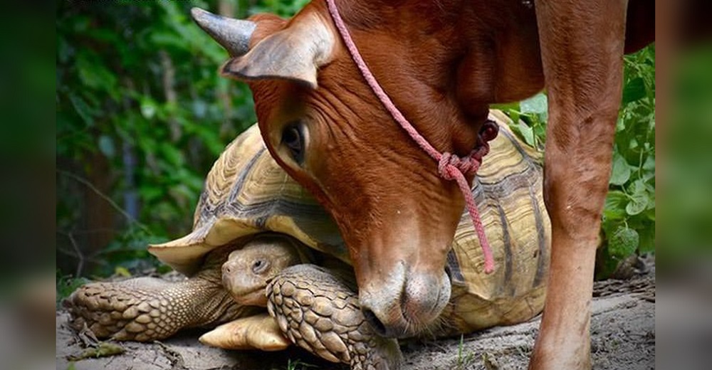 No pueden separar a la vaca que fue corriendo hacia la tímida y solitaria tortuga