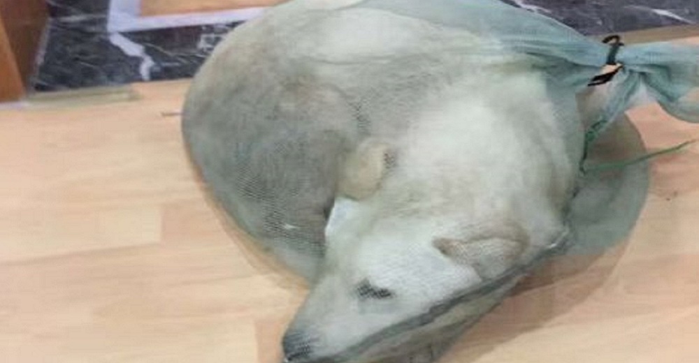 Un hombre ve unos perros atrapados en bolsas para ser vendidos como carne y no los puede ignorar