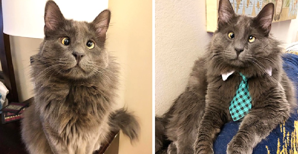 Gatito de ojos cruzados ayuda a quienes lo sacaron de la calle