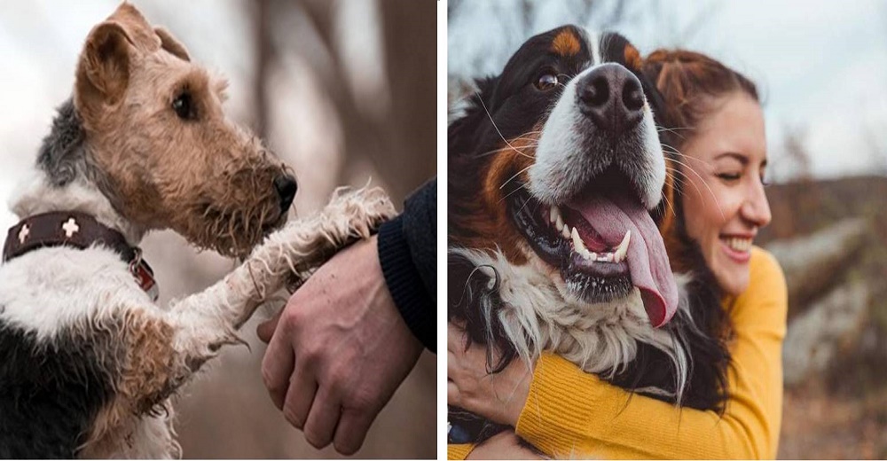 La pregunta viral que está cuestionando a los dueños de perros si realmente los aman como dicen La pregunta viral que está cuestionando a los dueños de perros si realmente los aman como dicen