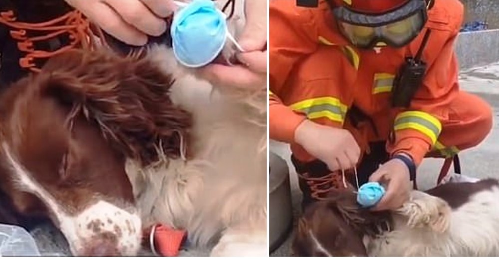 Tenía sus patitas cortadas pero no paró de buscar sobrevivientes entre los escombros de un hotel Tenía sus patitas cortadas pero no paró de buscar sobrevivientes entre los escombros de un hotel