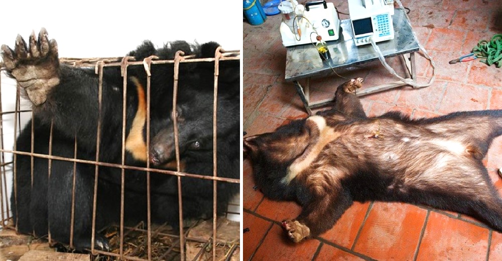 Recomiendan la bilis de oso para tratar el COVID-19 a pesar del dolor de los animales Recomiendan la bilis de oso para tratar el COVID-19 a pesar del dolor de los animales