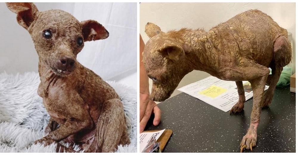 Perrita rechazada por todos por su apariencia de momia no puede creer lo hermosa que se ve ahora Perrita rechazada por todos por su apariencia de momia no puede creer lo hermosa que se ve ahora
