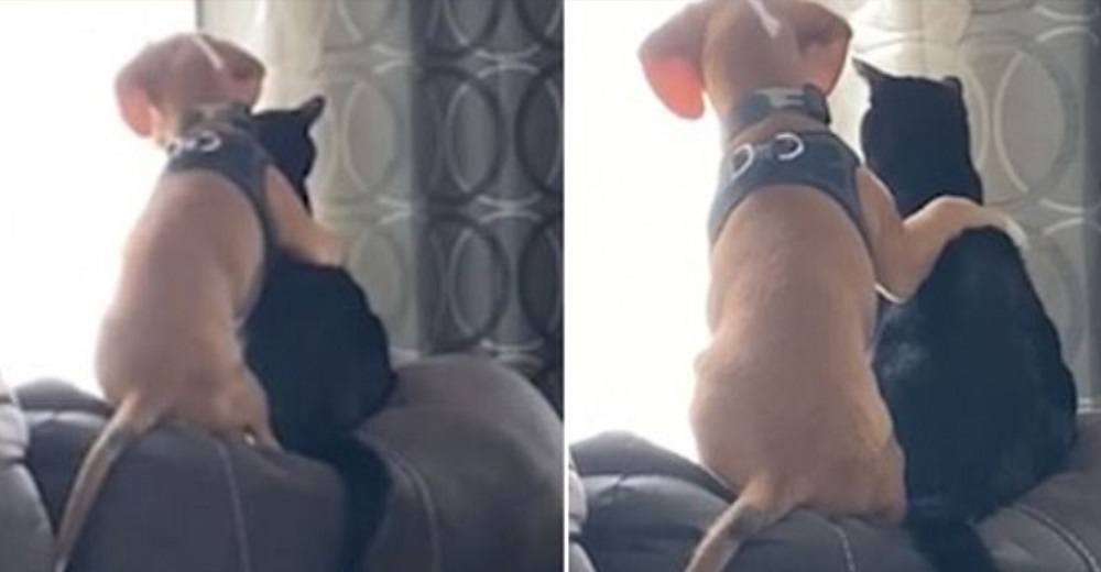 Graban a un cachorro abrazando dulcemente a su hermanito felino para juntos mirar por la ventana