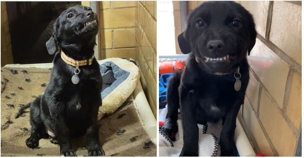 Cachorro a punto de ser sacrificado se sienta para sonreír a todos los que pasen por el refugio