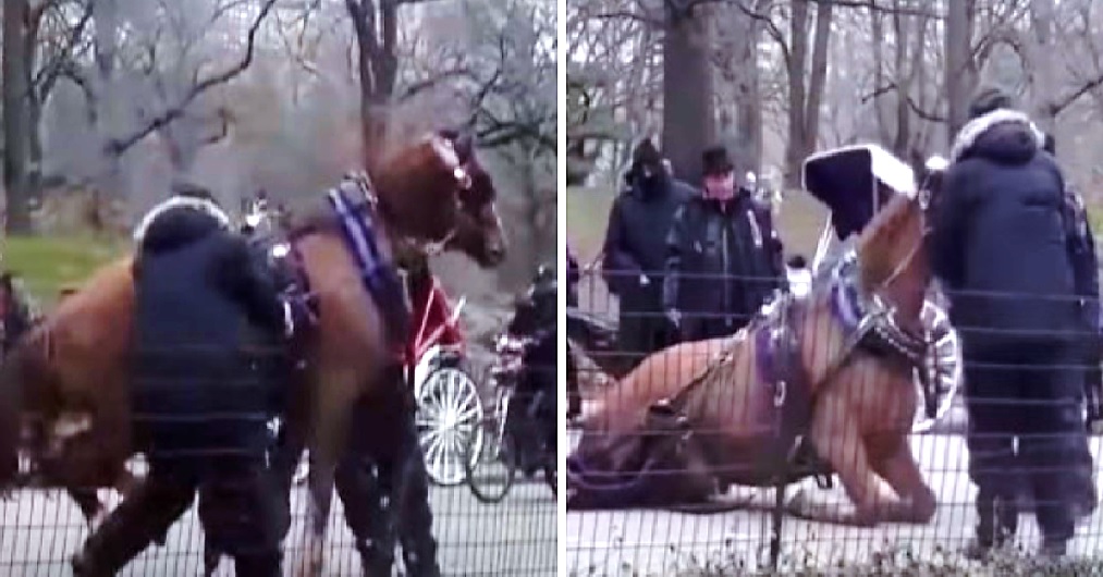 Un caballo se desploma y muere cansado de trasladar a turistas en un emblemático parque Un caballo se desploma y muere cansado de trasladar a turistas en un emblemático parque