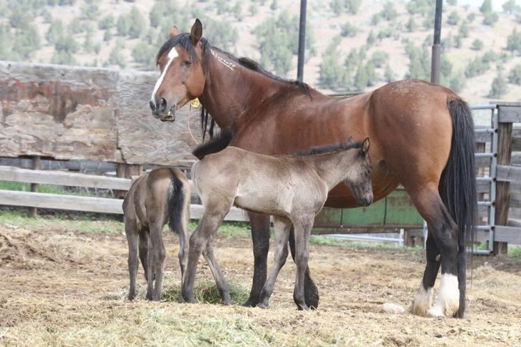 Yegua Se Reencuentra Con Sus Potros Gemelos milagro Tras Pensar Que 