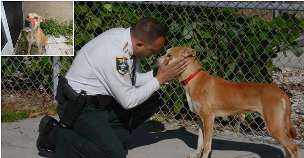 Policías acuden al llamado de un pobre perrito con el hocico vendado y no pueden separarse de él Policías acuden al llamado de un pobre perrito con el hocico vendado y no pueden separarse de él