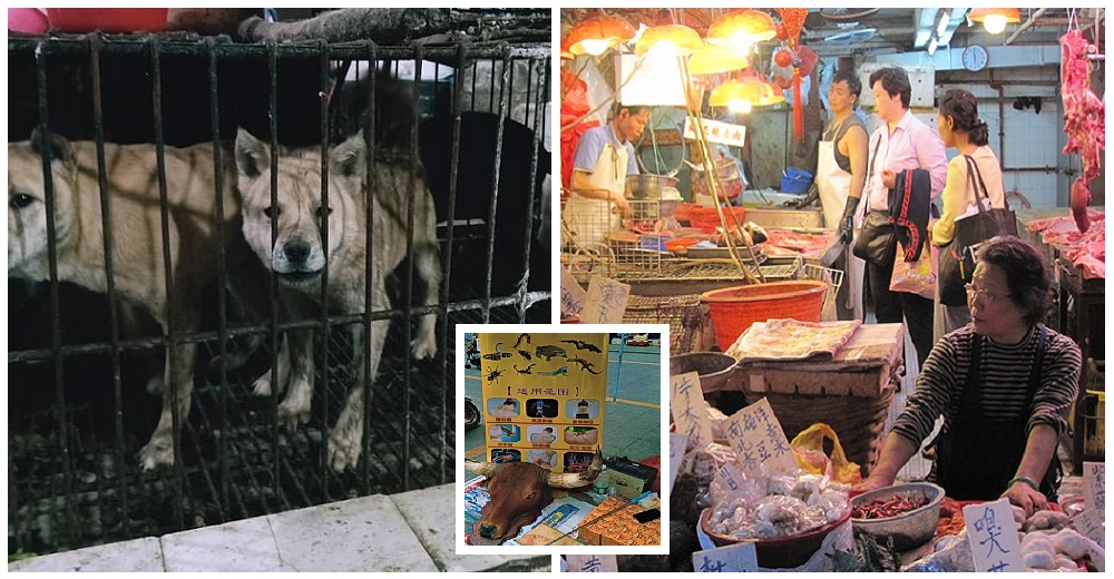 China celebra victoria contra el coronavirus y vuelven a vender, murciélagos, gatos y perros China celebra victoria contra el coronavirus y vuelven a vender, murciélagos, gatos y perros