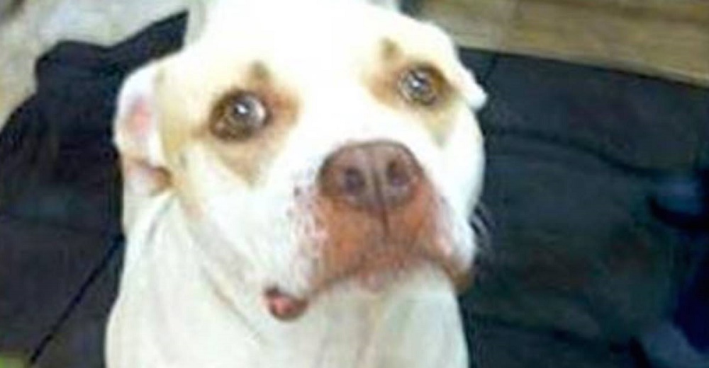 Perrita callejera se acerca a una mujer suplicando piedad, quería que alguien le mirara la boca Perrita callejera se acerca a una mujer suplicando piedad, quería que alguien le mirara la boca