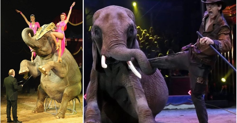 Activistas advierten que vuelven los circos con animales cuatro años después de su prohibición