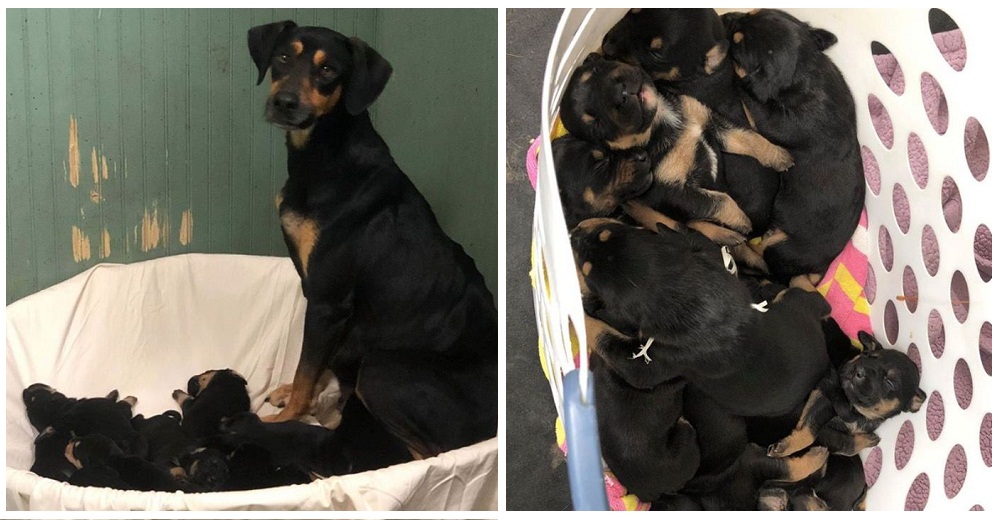 Antes de ser salvada llevó a los rescatistas al lugar donde otros animales sufrían una pesadilla Antes de ser salvada llevó a los rescatistas al lugar donde otros animales sufrían una pesadilla