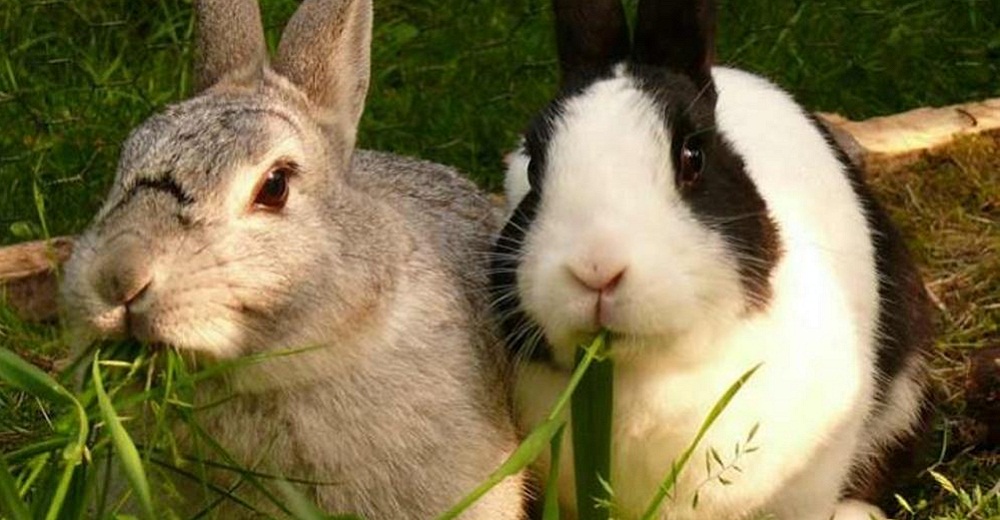 Veterinarios cuentan el drama de los conejos que no tienen un compañero a su lado, piden una ley