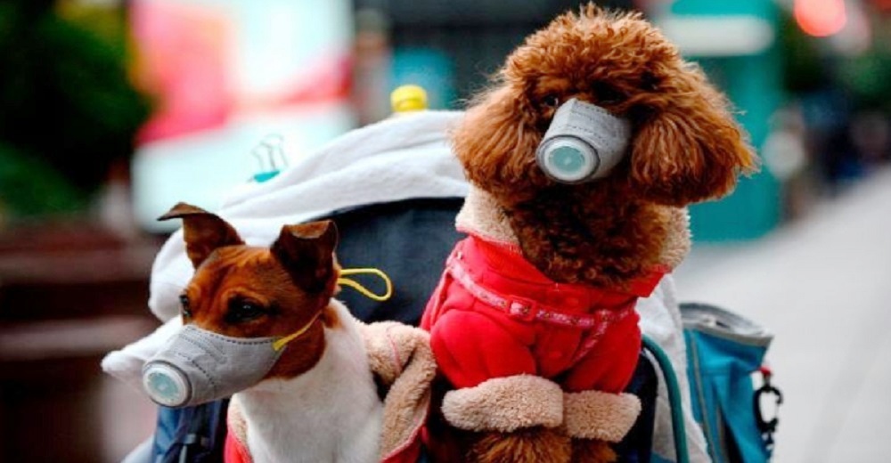 Tu mascota no puede contraer coronavirus – Expertos explican por qué un perro dio positivo Tu mascota no puede contraer coronavirus – Expertos explican por qué un perro dio positivo