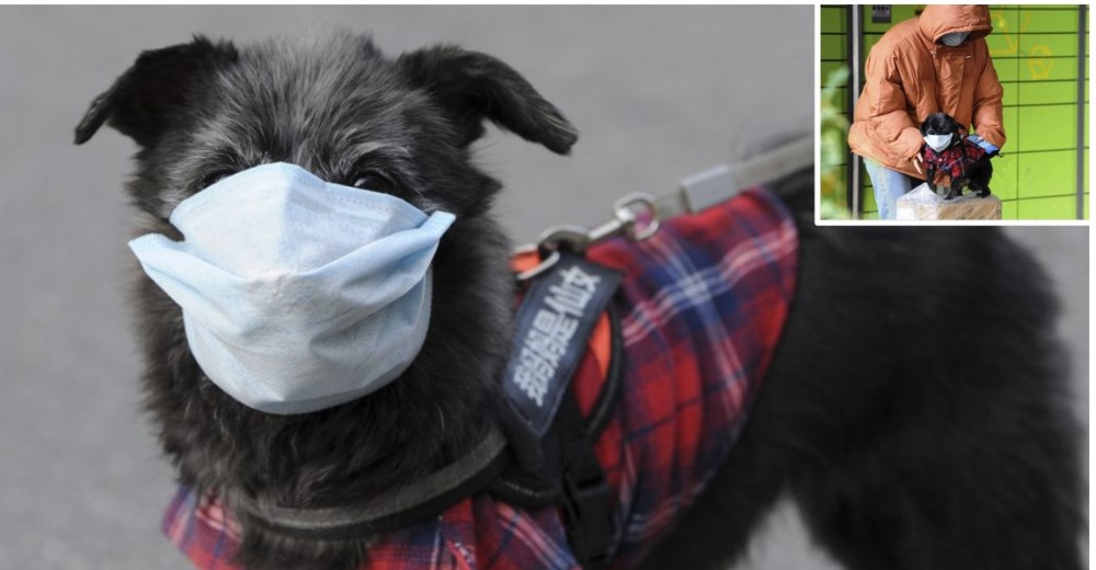 Dueños histéricos piden a los veterinarios que sacrifiquen a sus mascotas por el coronavirus