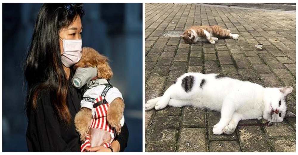 Gatos y perros mueren de hambre tras ser dejados a su suerte, o cobran su vida Gatos y perros mueren de hambre tras ser dejados a su suerte, o cobran su vida