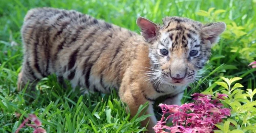 Celebran la llegada de COVID en México, un tigre bebé bengala nacido de padres rescatados