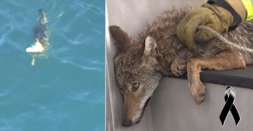 Después de mucho esfuerzo salvan a un coyote de morir ahogado pero alguien decide sacrificarlo