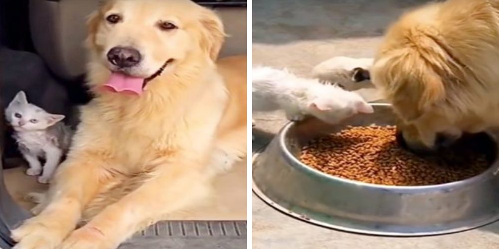 Una perrita ama y cuida a un gatito como su madre y no se separa de él ni a sol ni a sombra Una perrita ama y cuida a un gatito como su madre y no se separa de él ni a sol ni a sombra