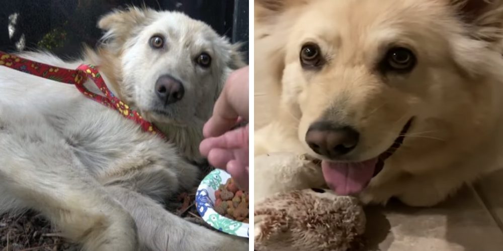 Rescatan a un perro que yacía inmóvil a punto de morir por el trato deplorable que sufrió Rescatan a un perro que yacía inmóvil a punto de morir por el trato deplorable que sufrió